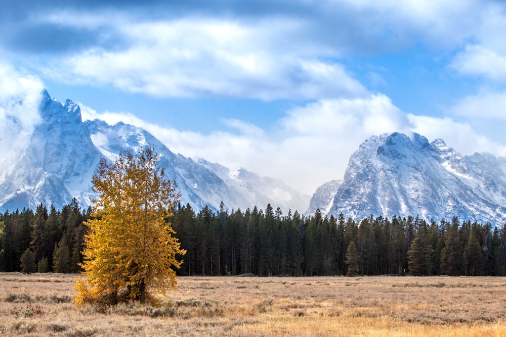 green trees near snow covered mountain during daytime