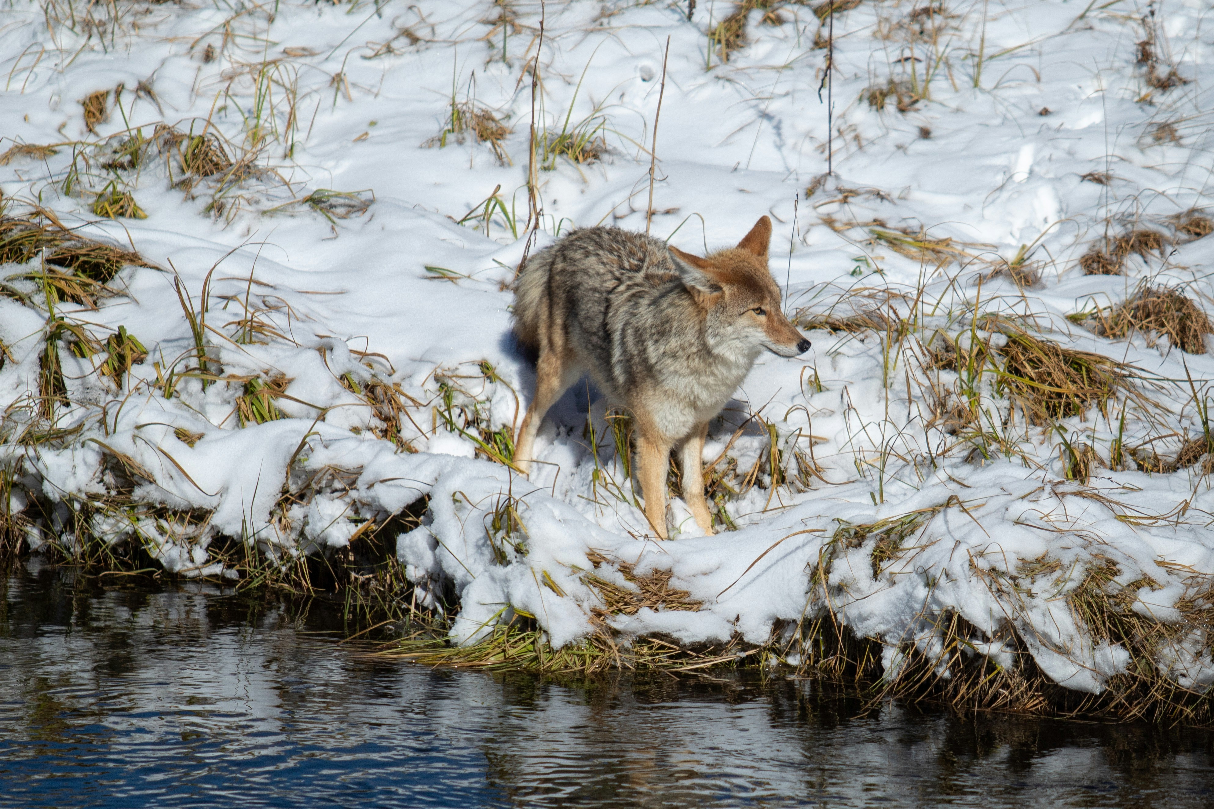 Brauner und weißer Fuchs am Gewässer