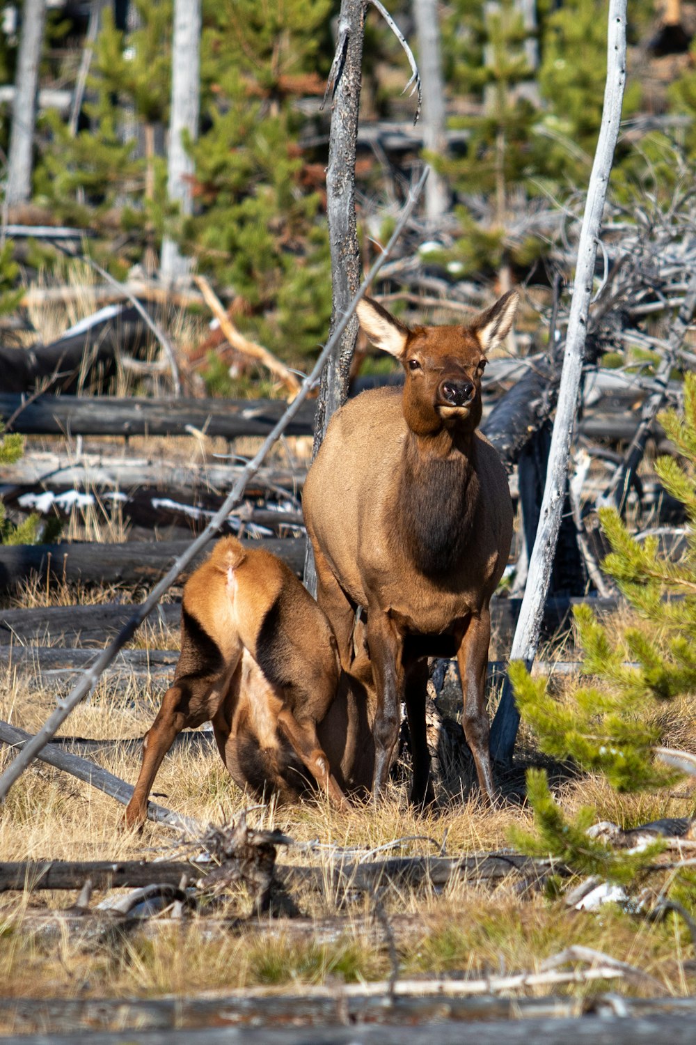 brown deer on green grass during daytime