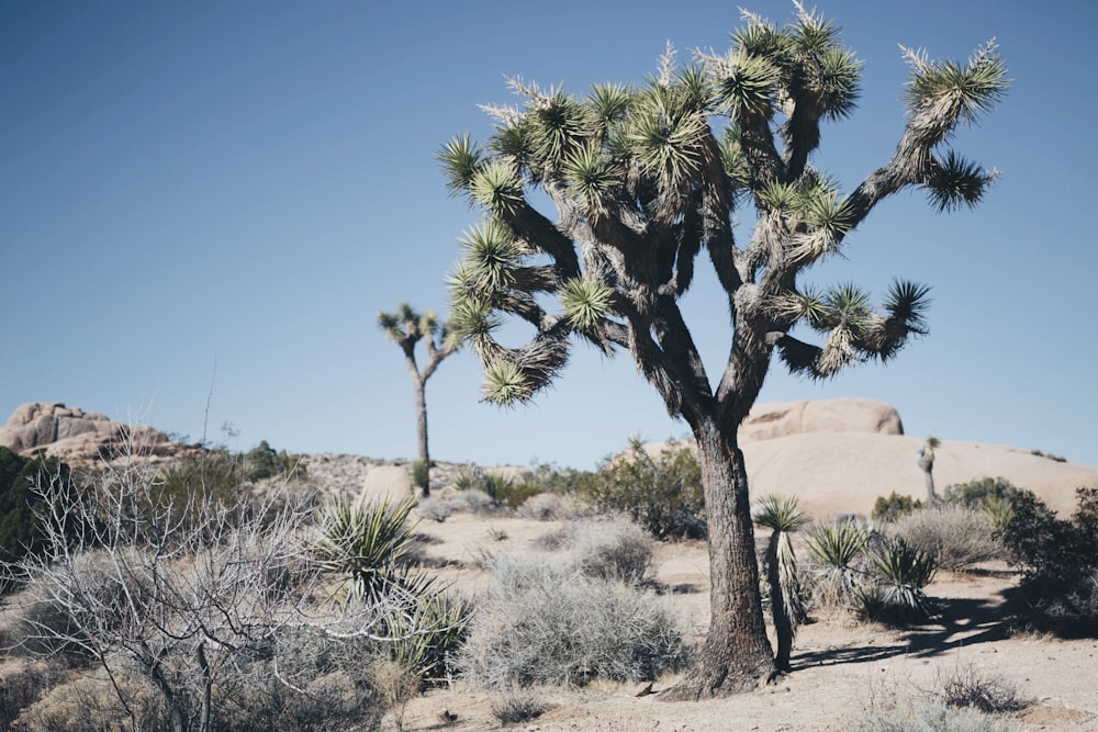 green tree on brown sand during daytime