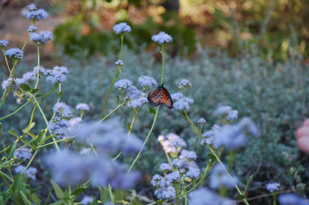 brauner und schwarzer Schmetterling auf weißer Blume