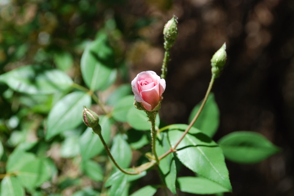 pink rose in bloom during daytime