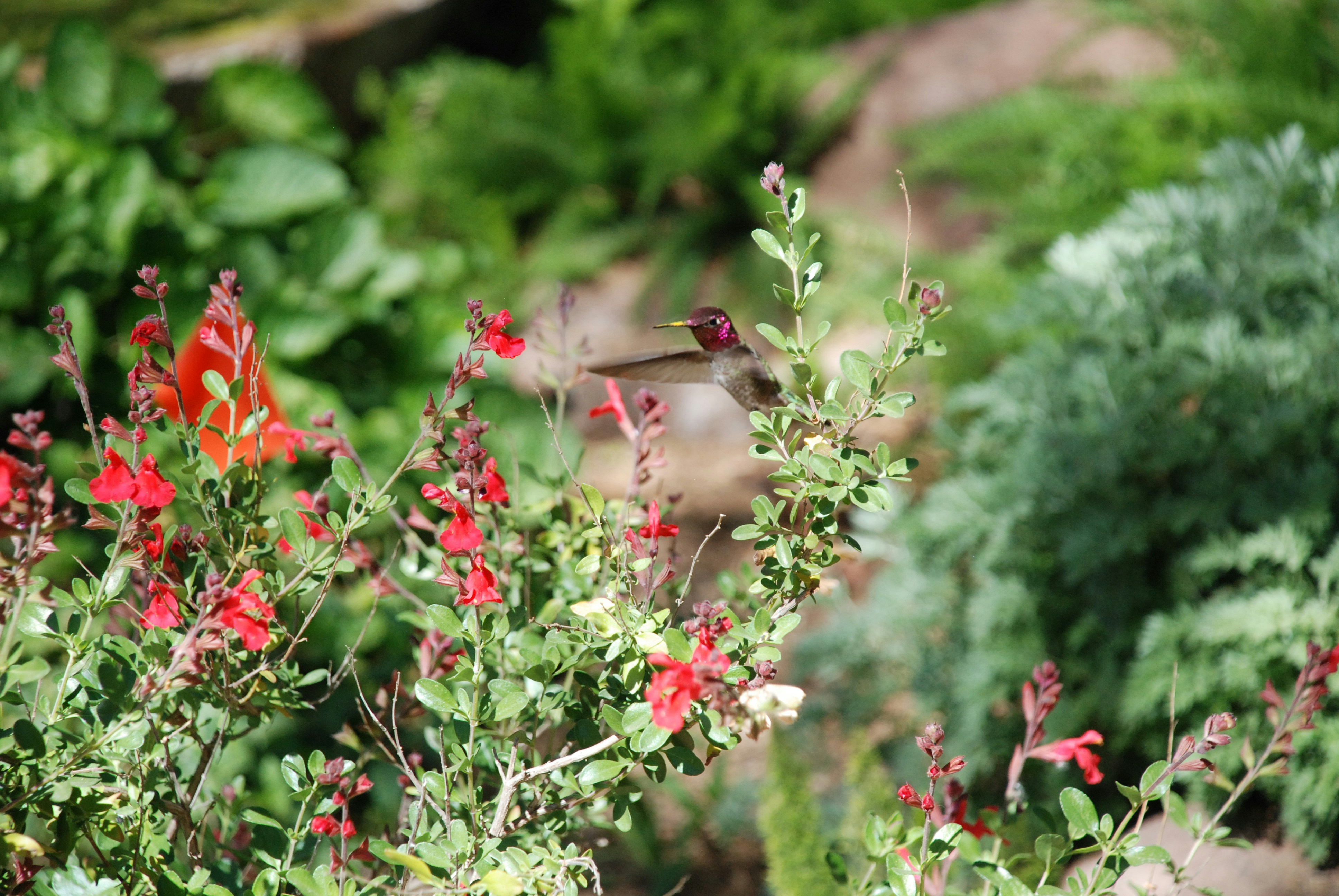 pájaro marrón en flor roja