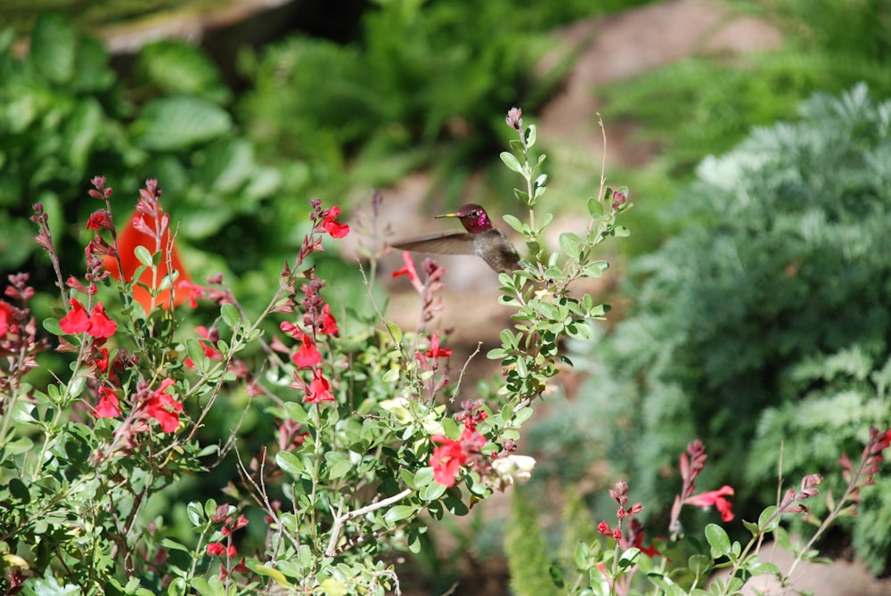 brown bird on red flower