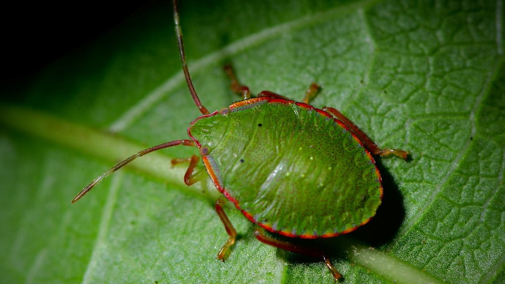 green and brown bug on green leaf