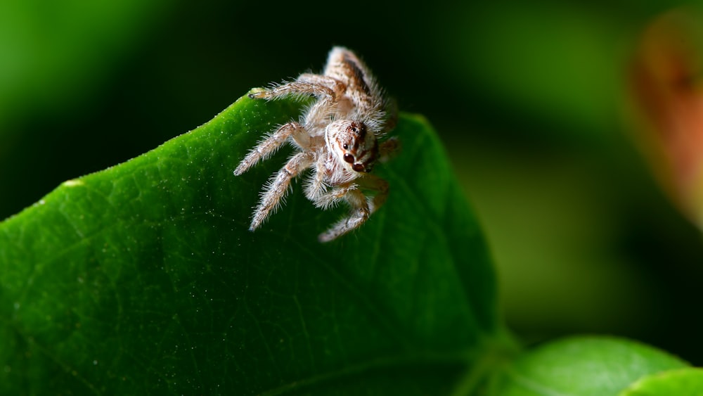 brown spider on green leaf