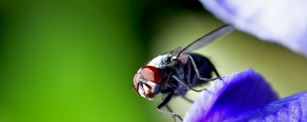 black and brown fly perched on purple flower