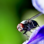 black and brown fly perched on purple flower