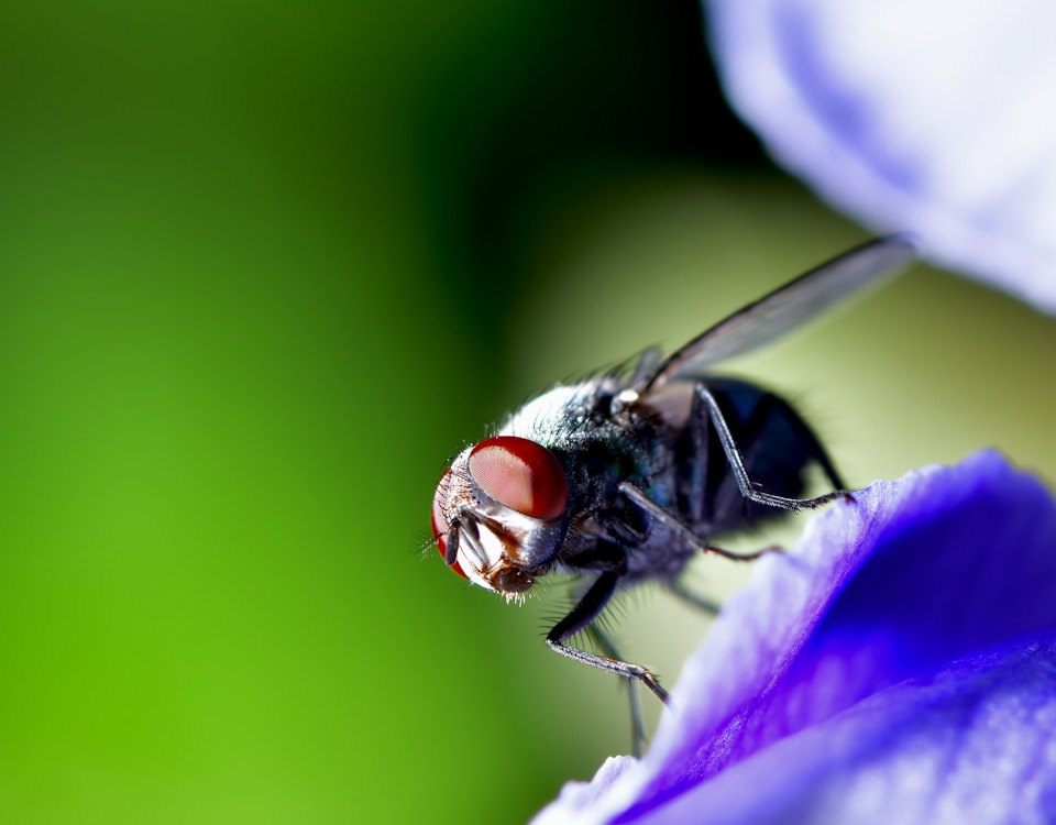 black and brown fly perched on purple flower