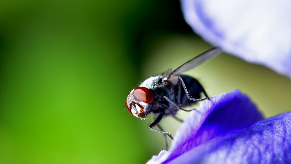 black and brown fly perched on purple flower