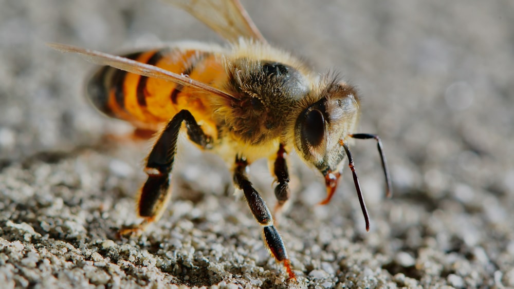 yellow and black bee on white textile