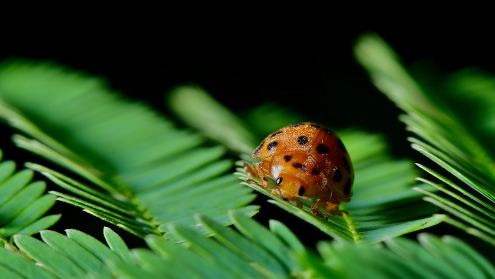 orange and black ladybug on green leaf