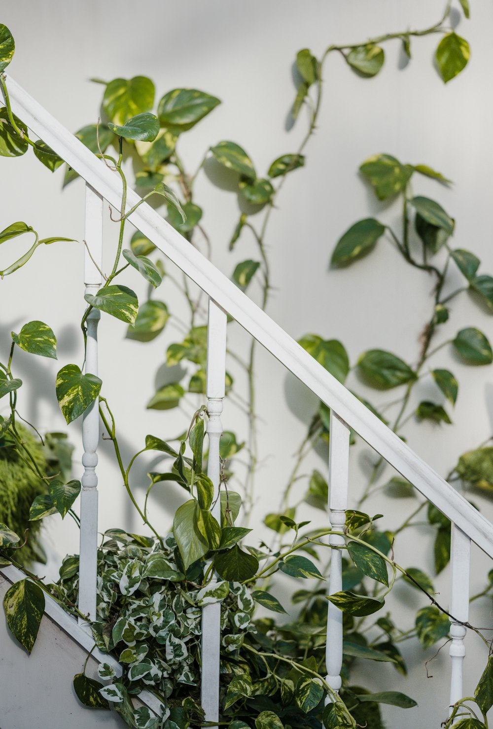 green plant on white metal fence