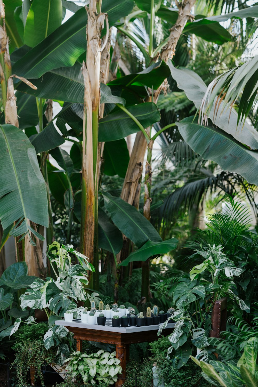 banana tree near white wooden fence