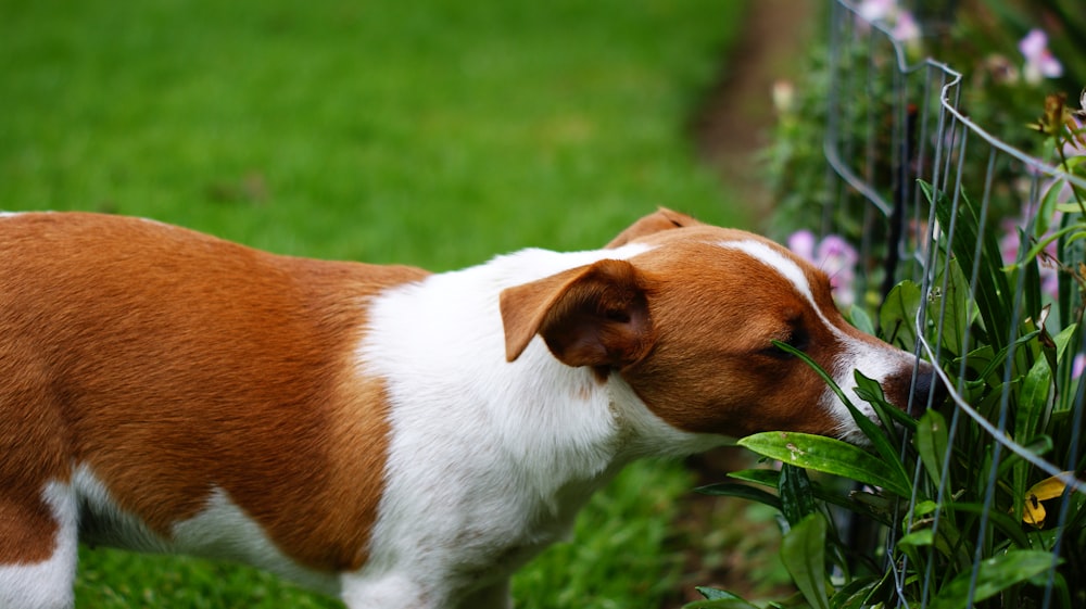 white and brown short coated dog on green grass field during daytime