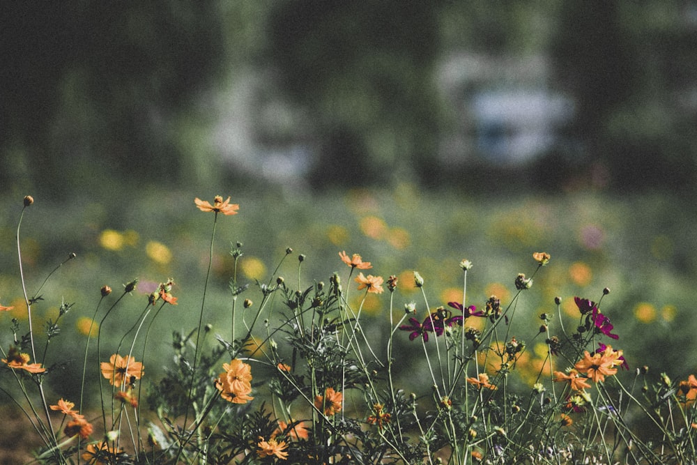 Orangefarbene Blumen in Tilt Shift-Linse