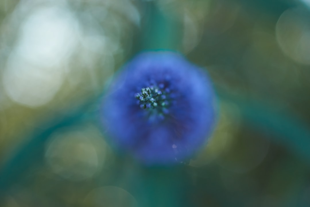 blue flower in tilt shift lens