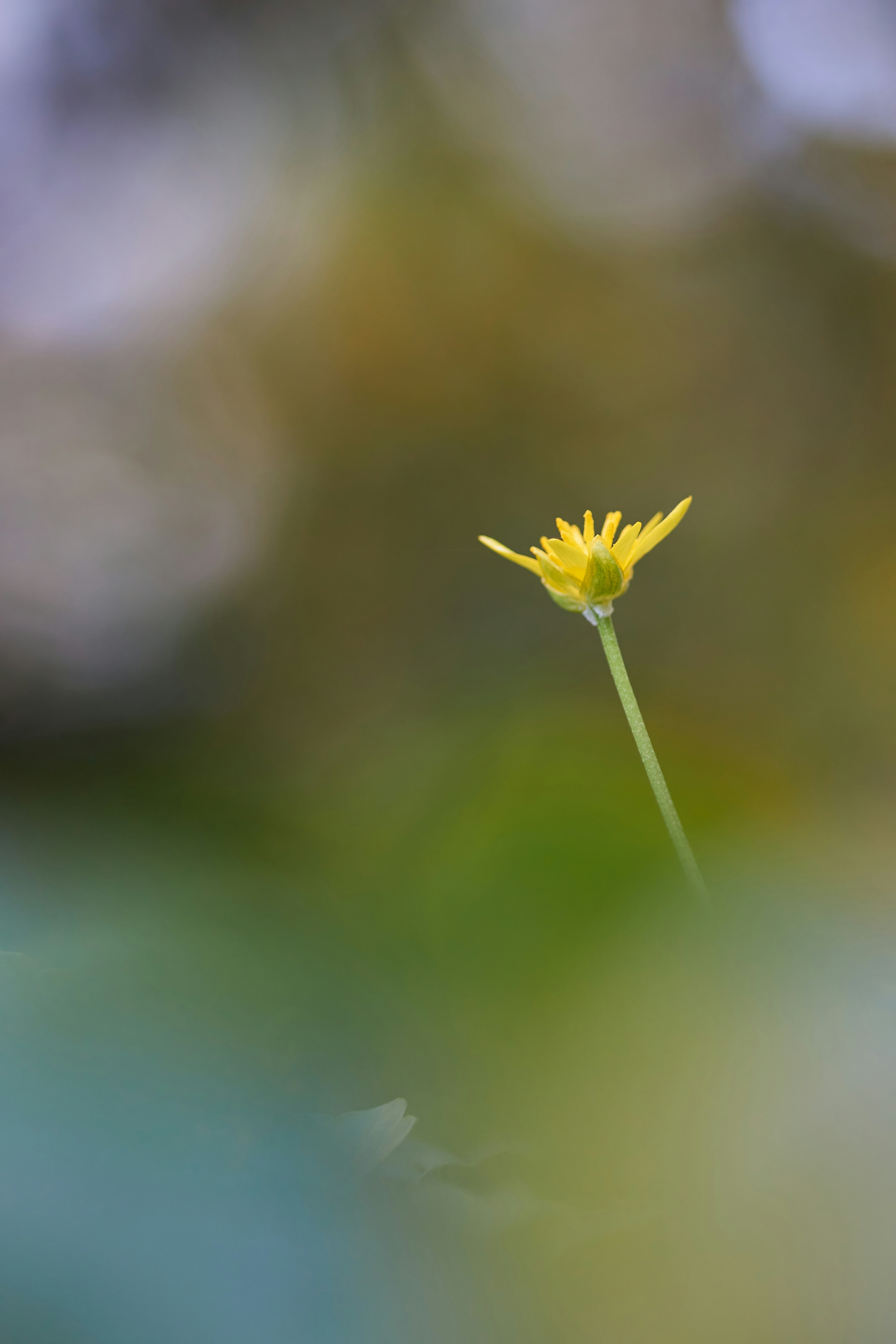 Photo by wolfgang_hasselmann