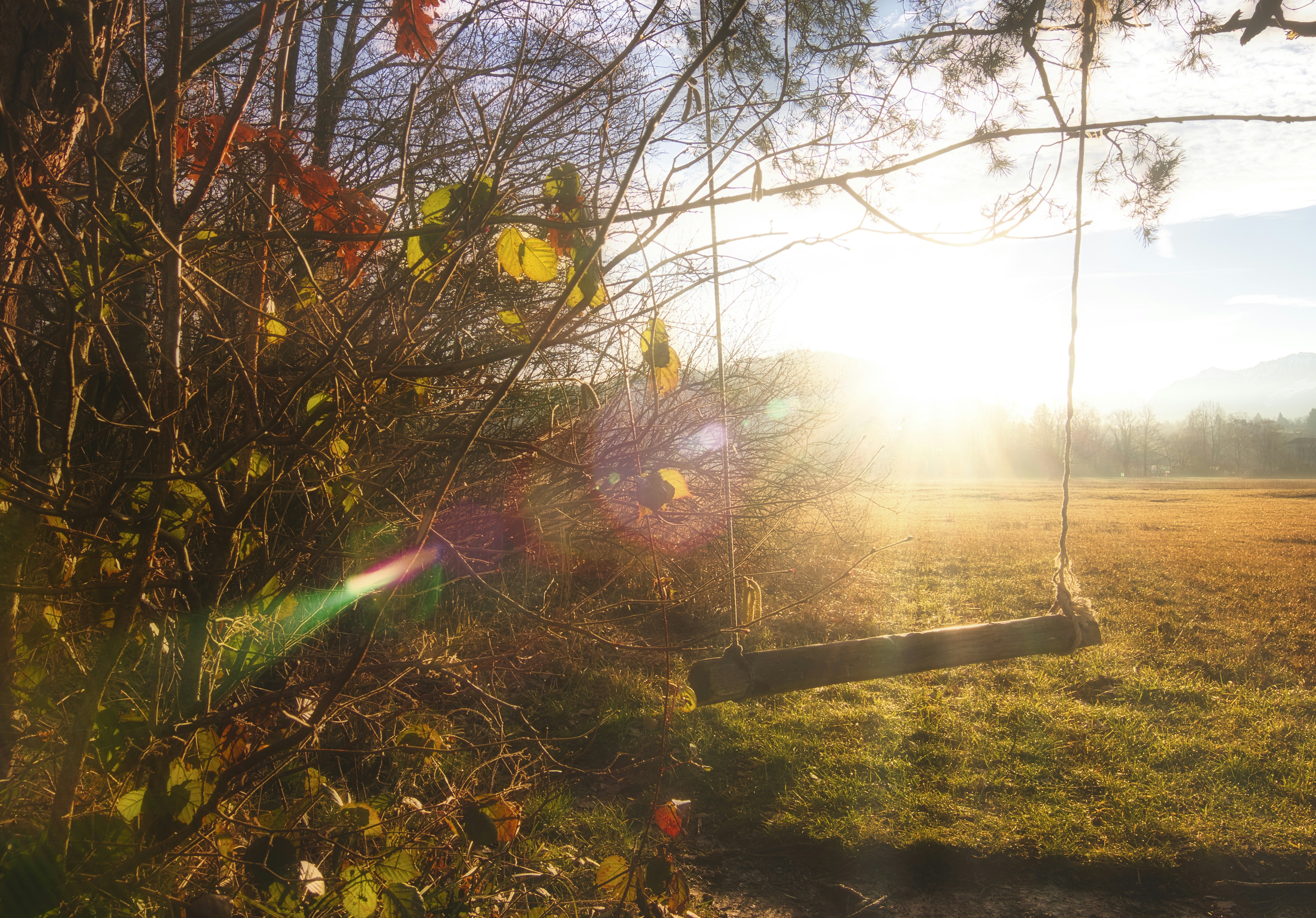 Mastiff Inu header image