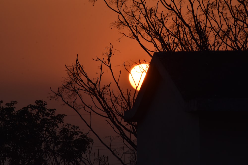 silhouette of bare tree during sunset