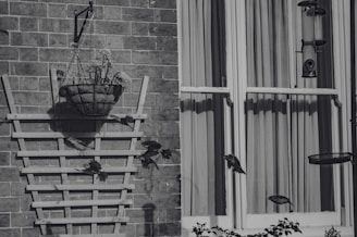 Before and after images showcasing effective bird control solutions.