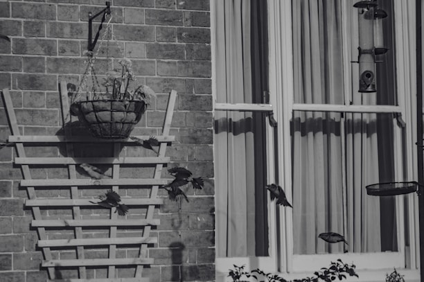 Before and after images showcasing effective bird control solutions.