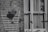 A monochrome image featuring a brick wall with a wooden trellis and a hanging flower basket. Birds are captured mid-flight, creating a sense of motion. On the right, a window with curtains is framed in the background along with several bird feeders.