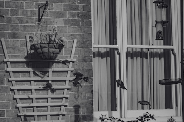 A monochrome image featuring a brick wall with a wooden trellis and a hanging flower basket. Birds are captured mid-flight, creating a sense of motion. On the right, a window with curtains is framed in the background along with several bird feeders.