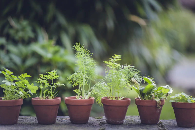 Collection of potted plants and container gardens arranged on a residential patio