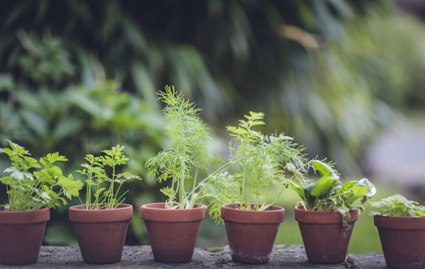 green plant on brown clay pot