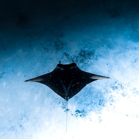 black and blue galaxy illustration