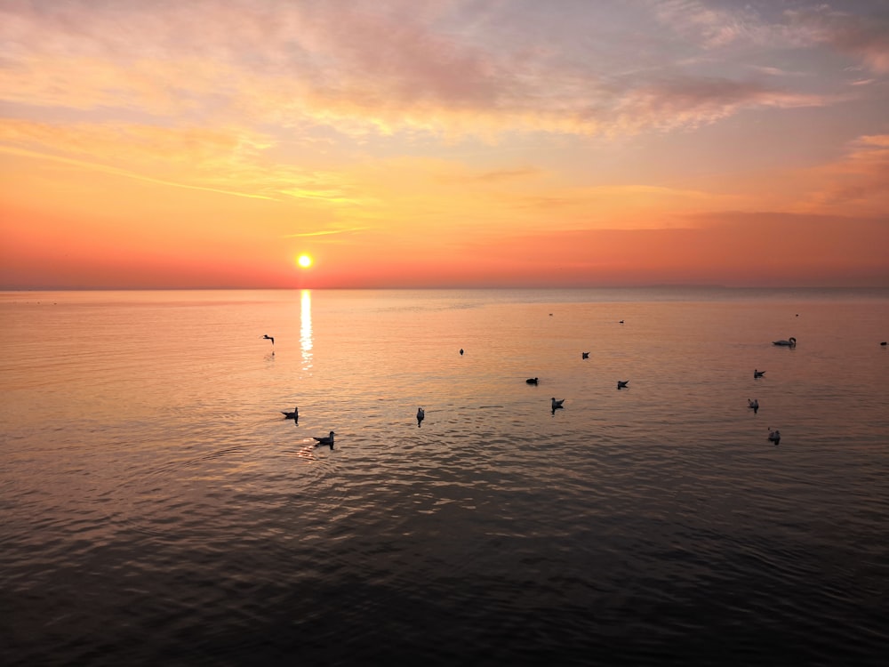 silhouette of birds on sea during sunset