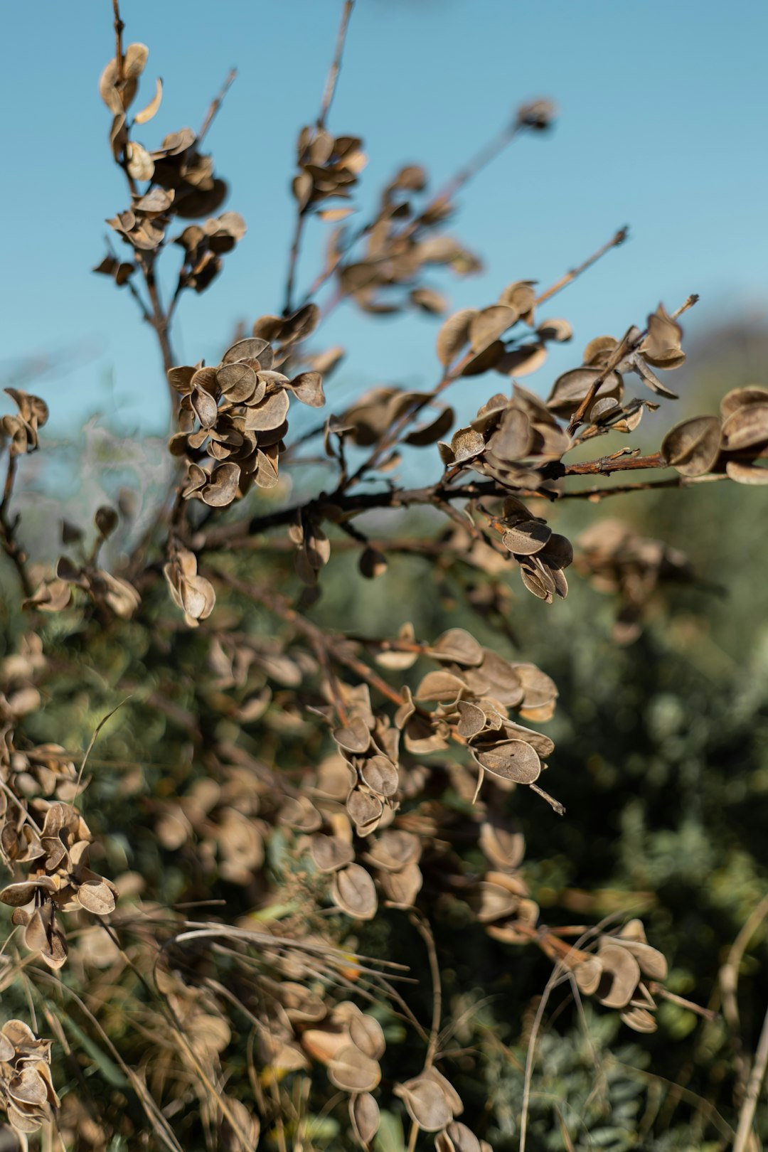 brown flower buds during daytime