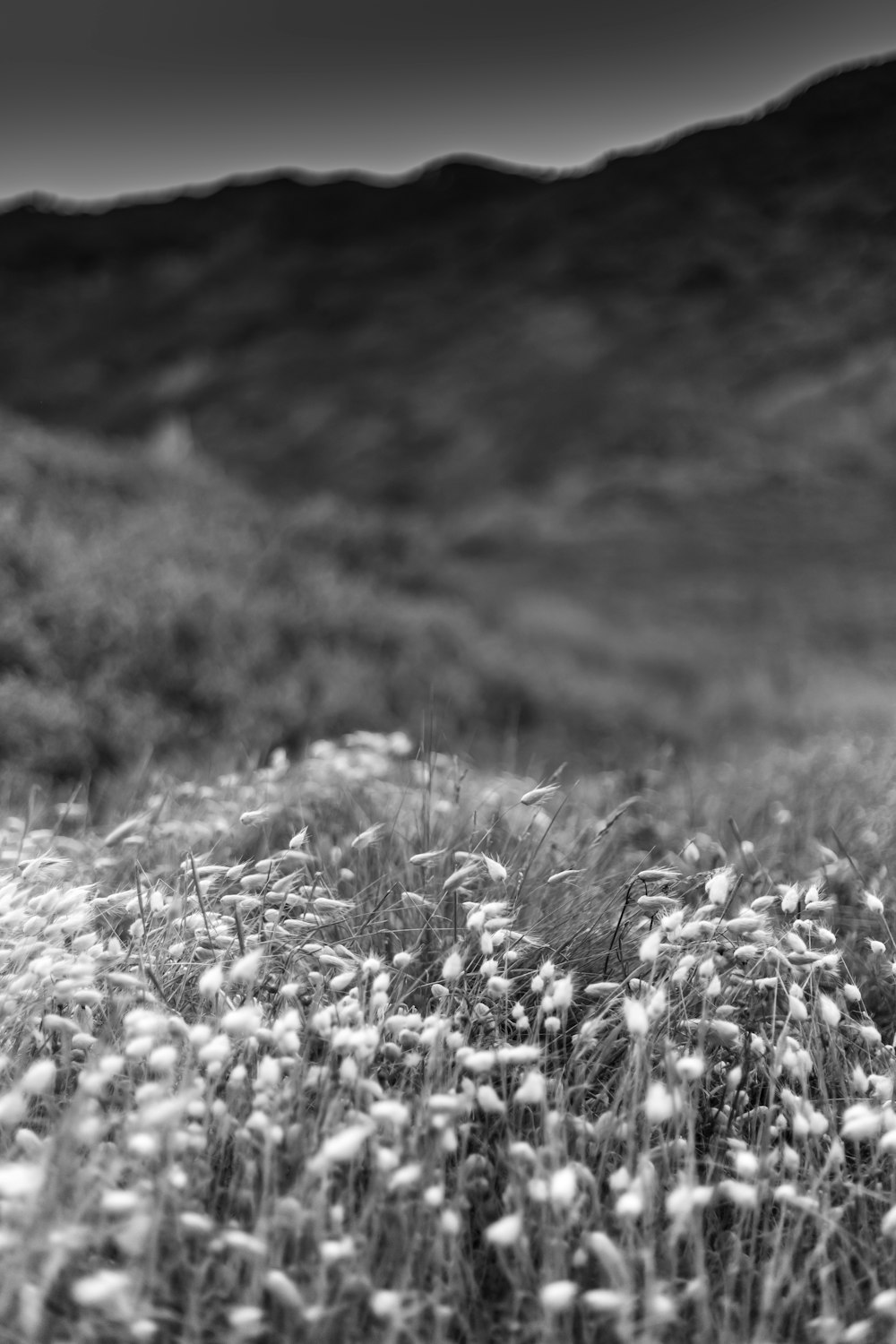 grayscale photo of flower field