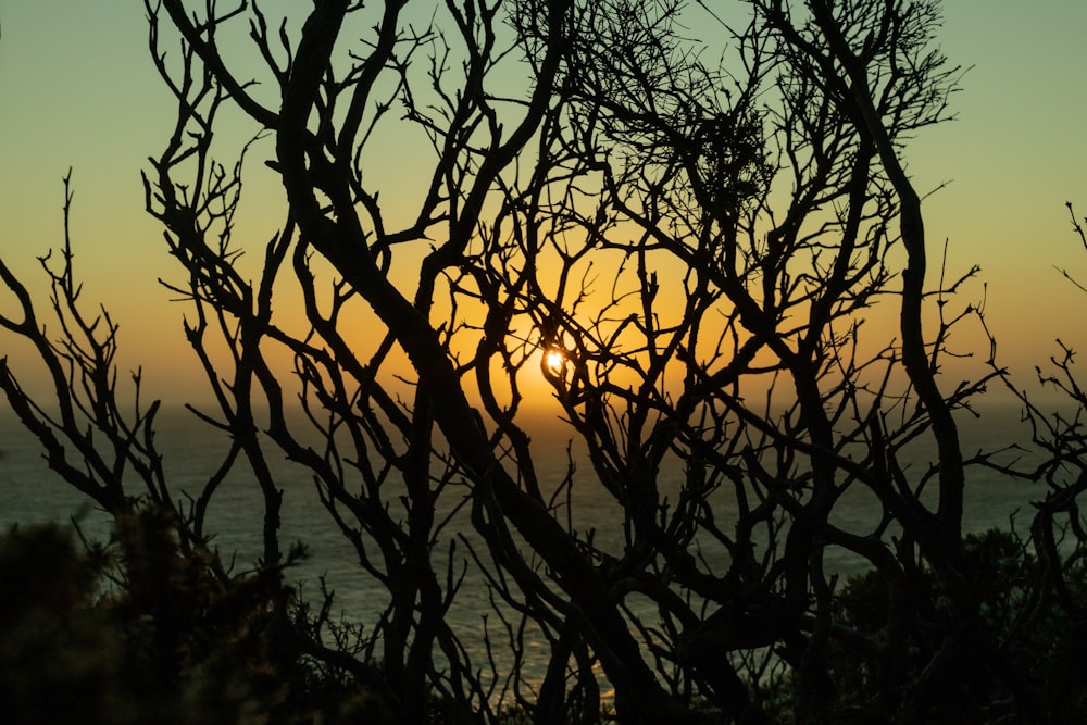 silhouette of bare tree during sunset