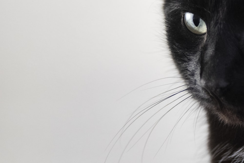 black and white cat with blue eyes