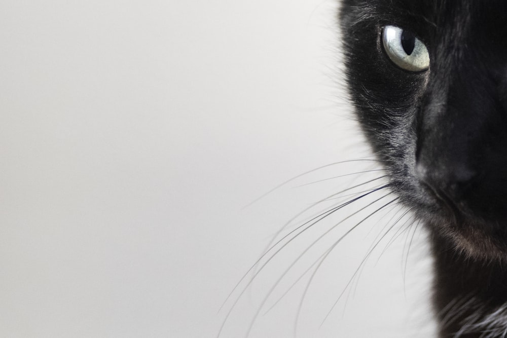 gato preto e branco com olhos azuis