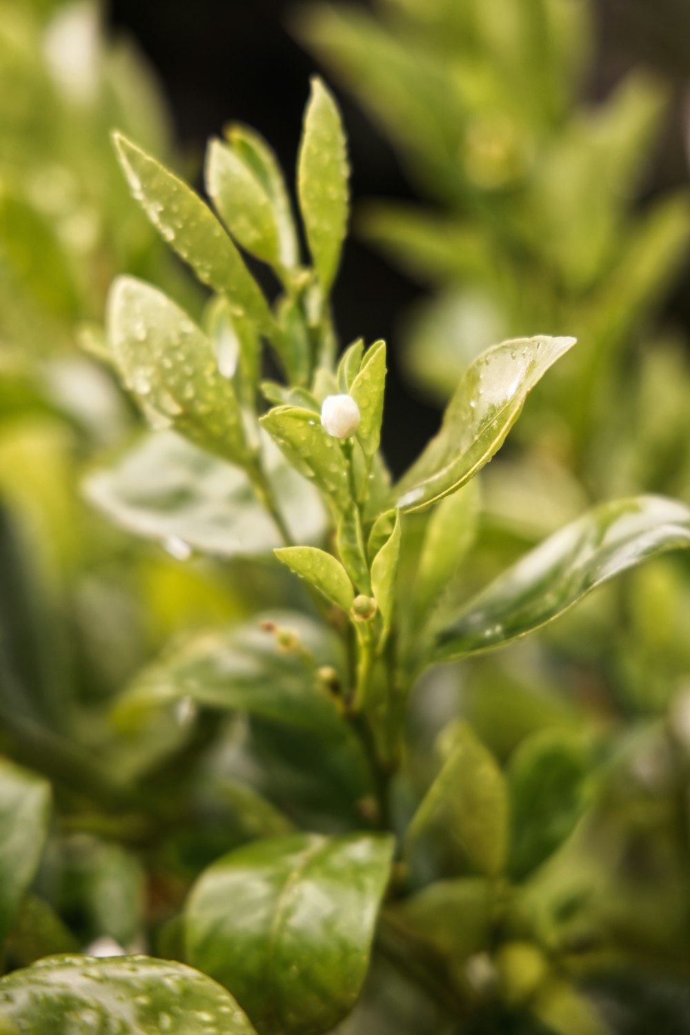 planta verde com gotículas de água