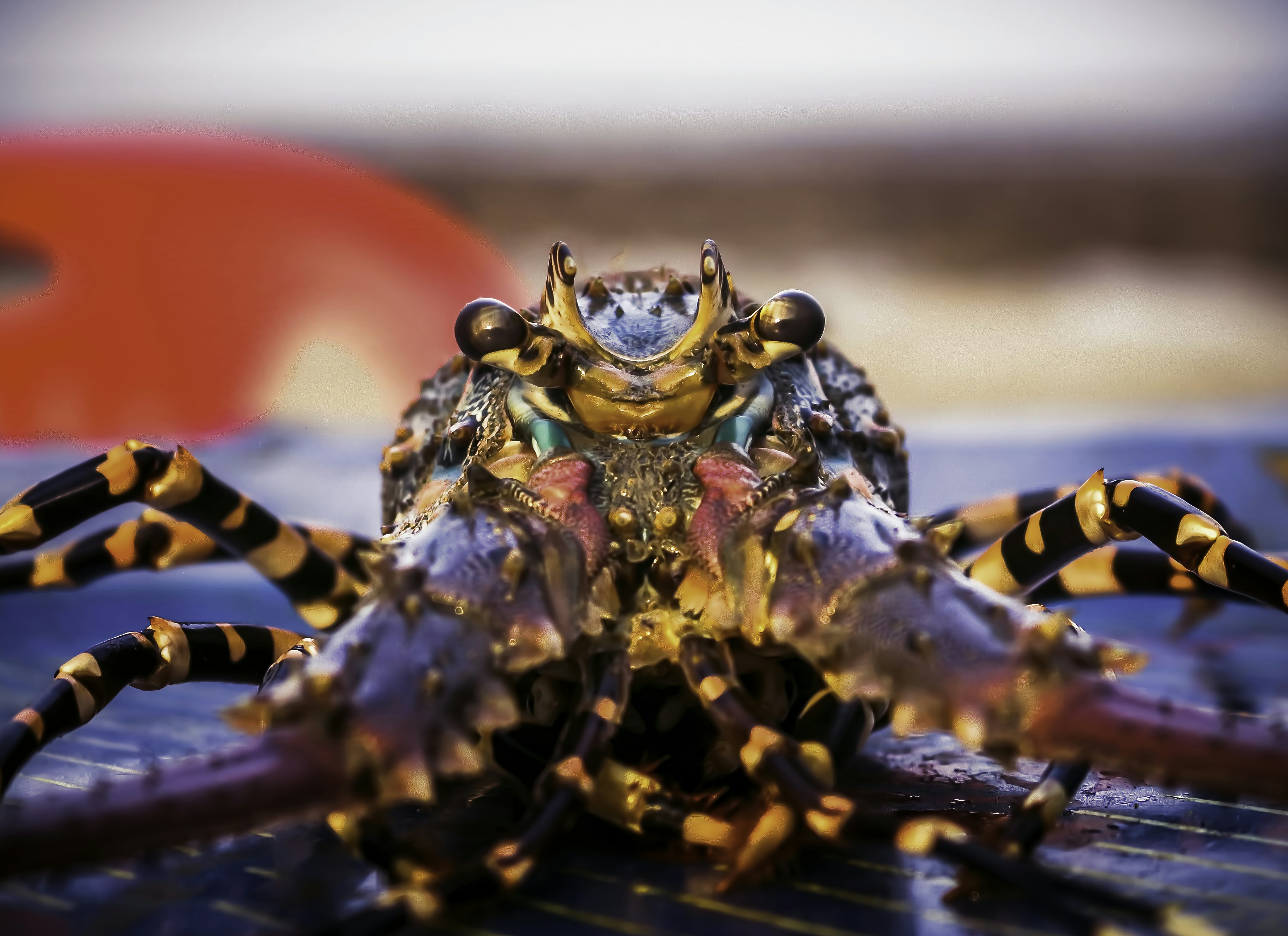 brown and black insect on red plastic container