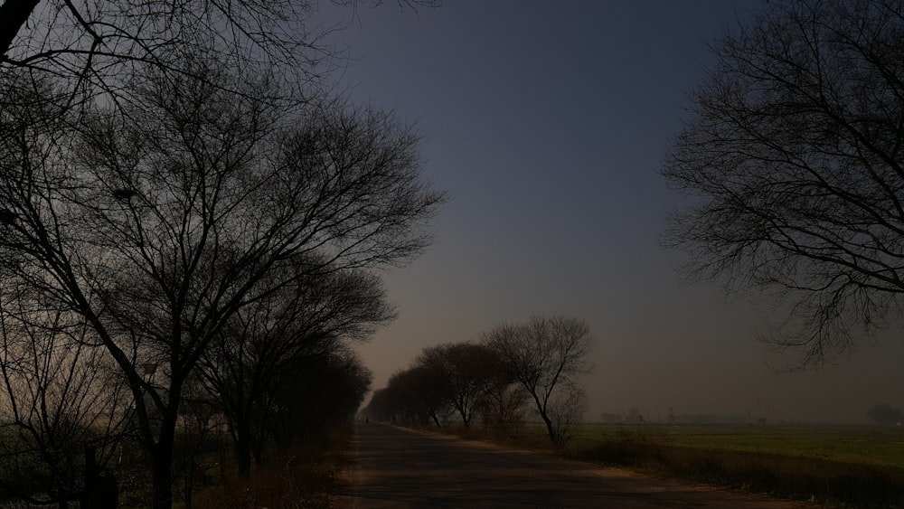 leafless trees on green grass field during daytime