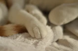 Close-up of fluffy cat paws resting peacefully during a cozy grooming ritual.