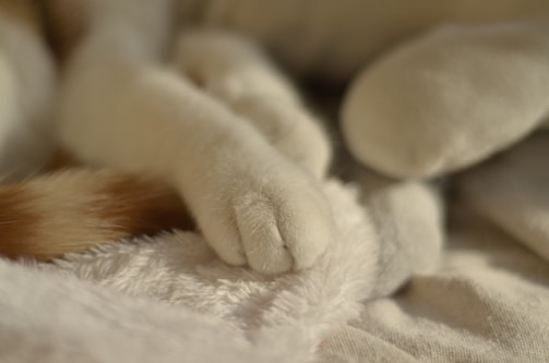 A close-up of a paw resting softly on a comforting blanket.