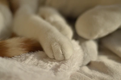Close-up of fluffy cat paws resting peacefully during a cozy grooming ritual.