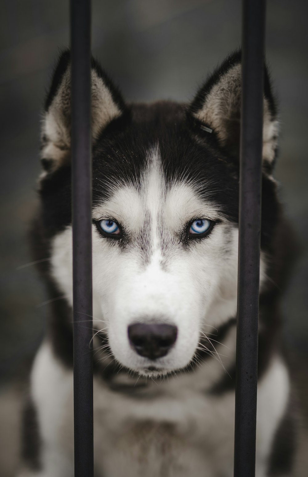 500+ Siberian Husky Wallpapers [HD] | Download Free Images & Stock ...