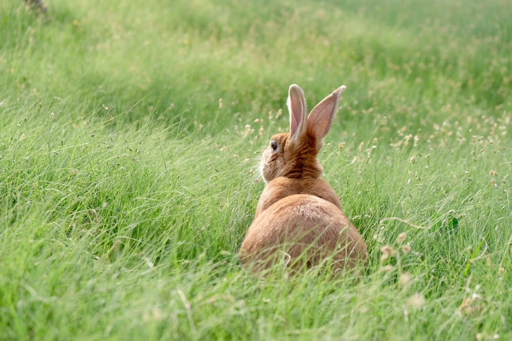 brown rabbit on green grass field during daytime