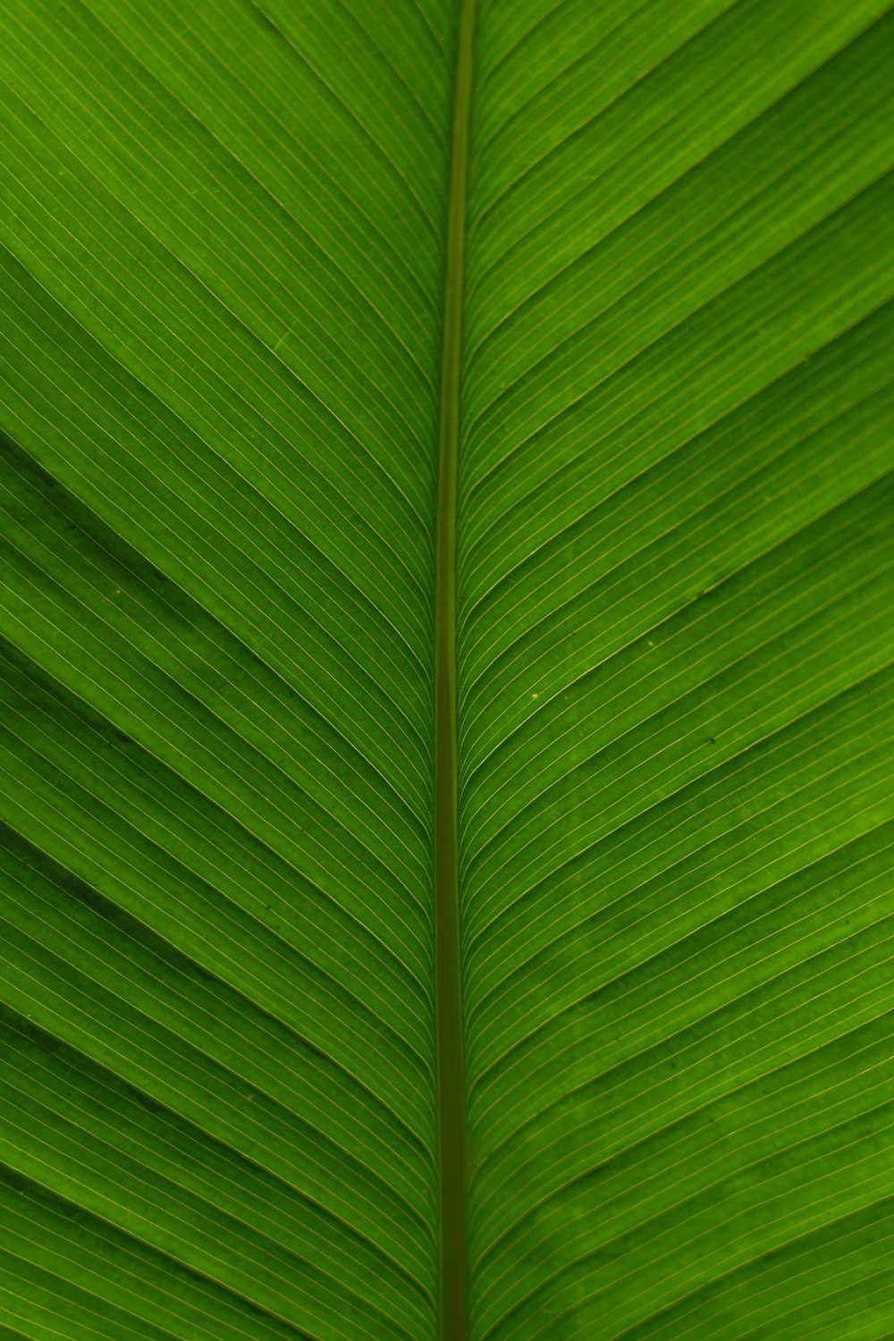 pianta a foglia verde in fotografia ravvicinata