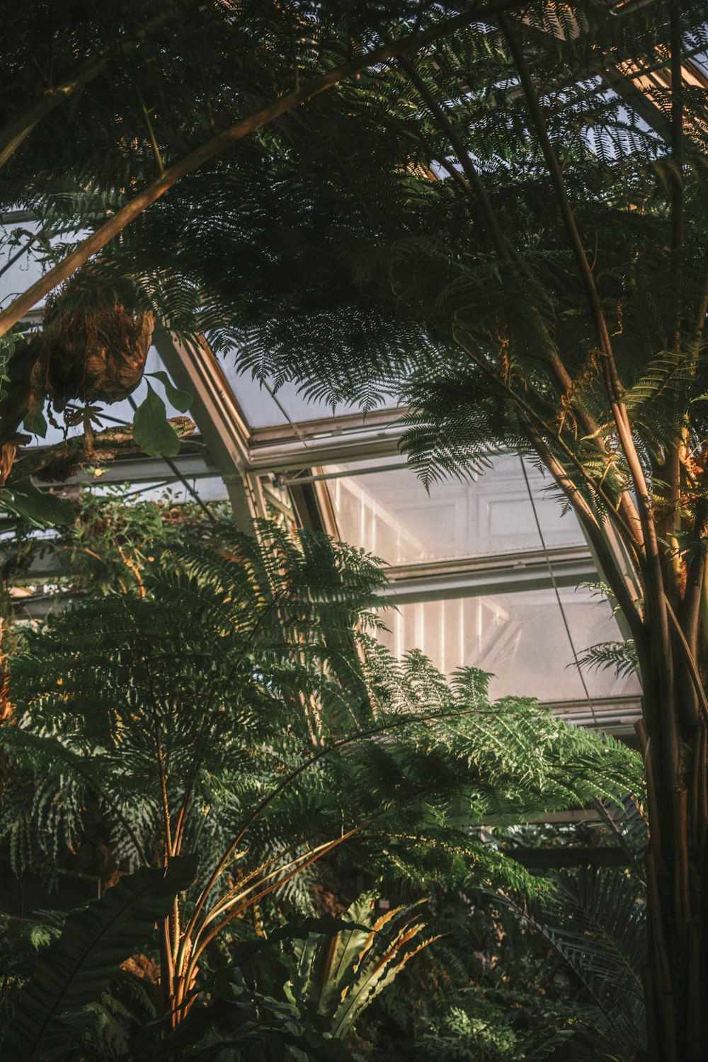 green palm tree inside building