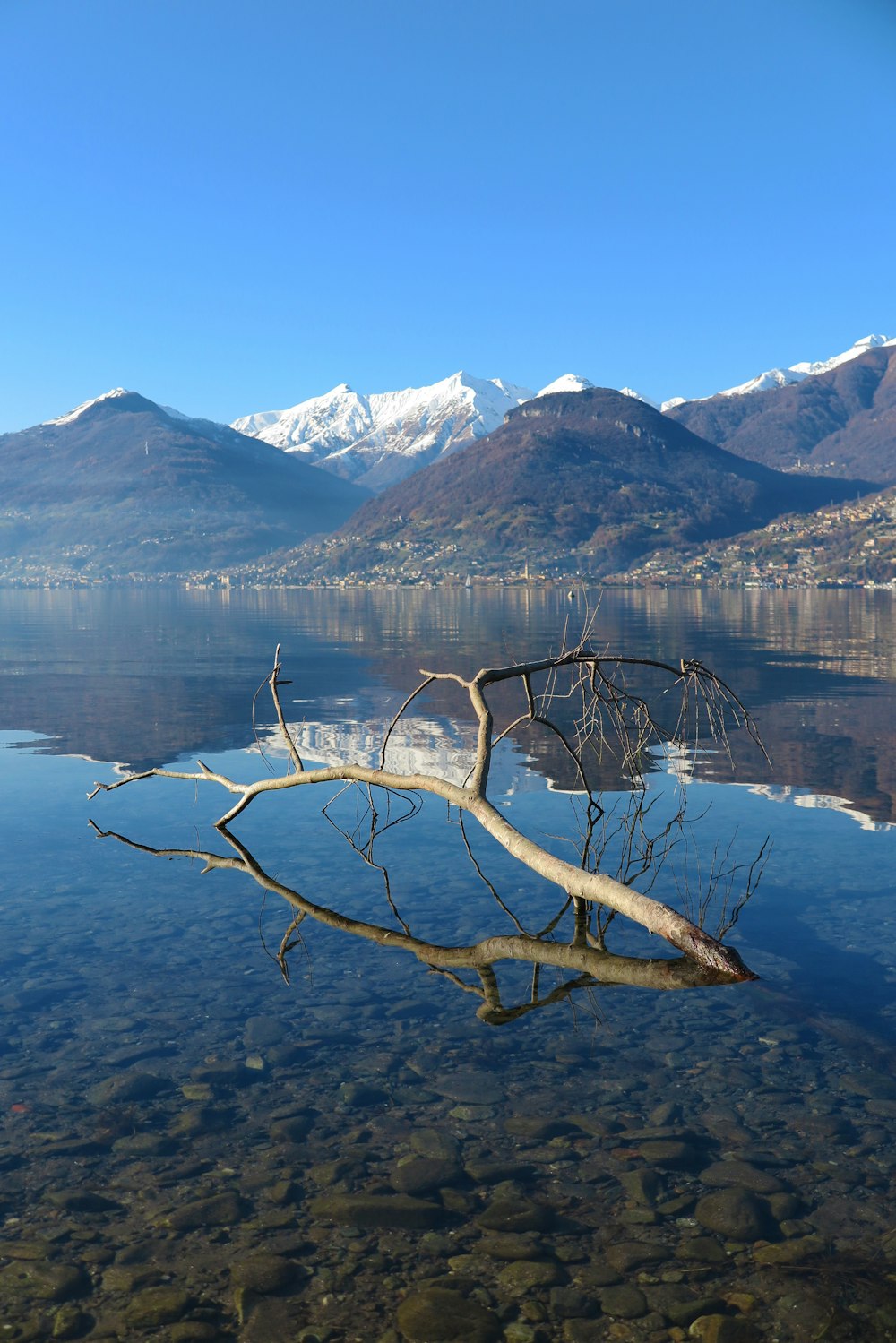brown tree branch on body of water near snow covered mountain during daytime