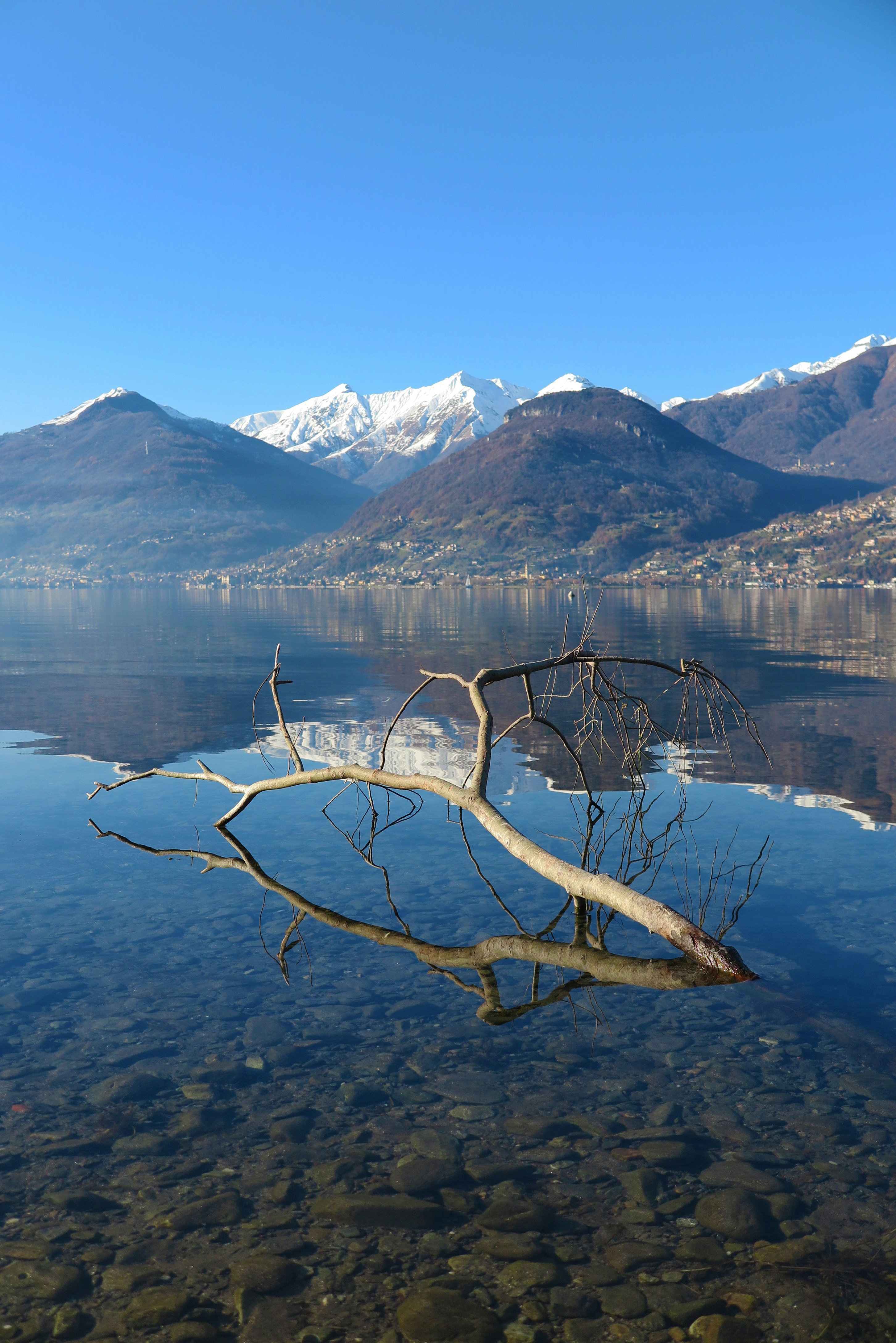 brown tree branch on body of water near snow covered mountain during daytime