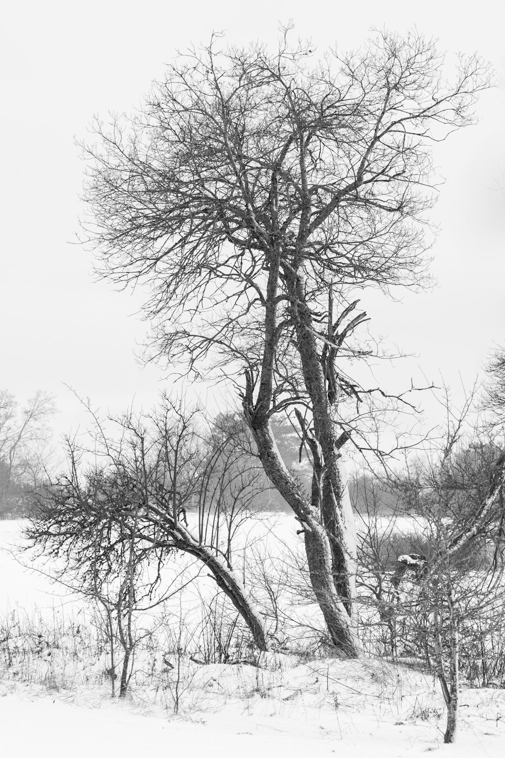 leafless tree on snow covered ground